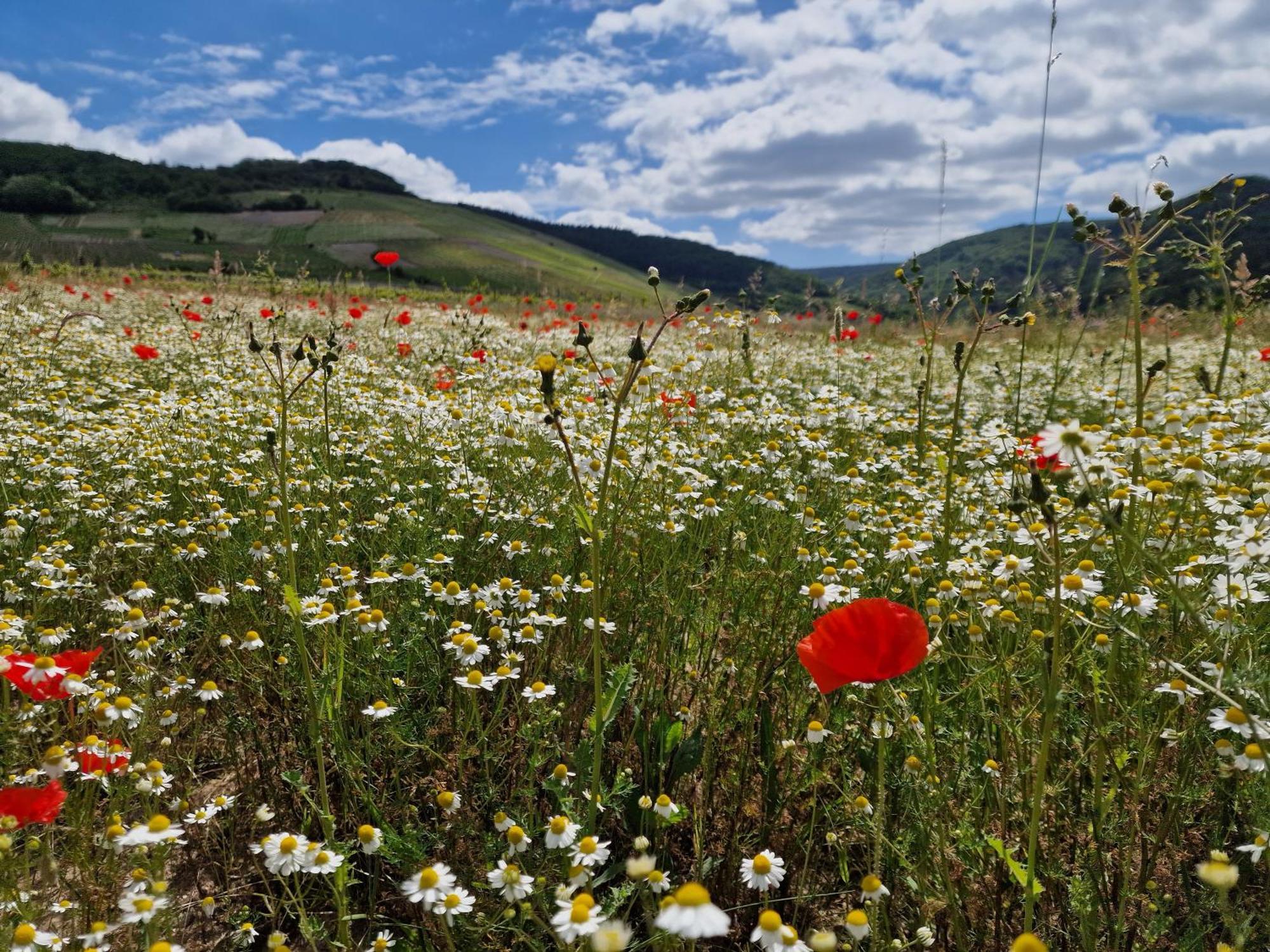 Das Rote Ferienhaus Terlinden Lieser Bagian luar foto